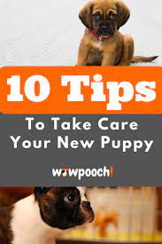How To Take Care Of Your New Puppies Elderly Dogs New Puppy Elderly Dog Care