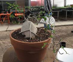 Maybe you would like to learn more about one of these? Fockea Edulis Bonsai Colorado Rocky Mountain Bonsai Suiseki