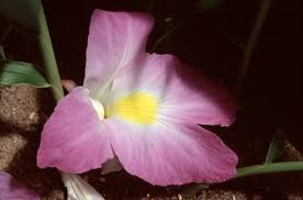 Image result for Siphonochilus rhodesicus