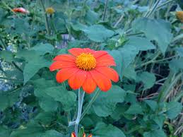 Image result for Tithonia