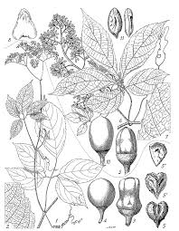 Image result for Cissus aralioides