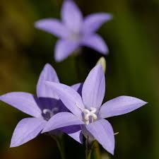 She was also the editor of floret farm's cut flower garden, and her work has been featured in martha stewart living, better homes & gardens, san francisco chronicle, gardenista, hgtv, and sunset magazine where she was the senior garden. Australia S National And State Flowers