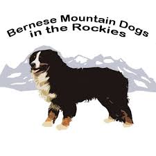 Bernese mountain dog education, puppy training tips, advice, product reviews, giveaways, and more! Bernese Mountain Dogs In The Rockies Home Facebook