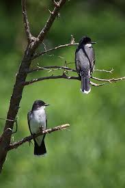 Identification Birds Of Texas Hill Country King And Queen Of Eastern Birds By Euge Johnson Via 500px Kingbirds Backyard Birds Pet Birds Rare Birds