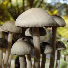 Panaeolus Tropicalis споры купить, цены за отпечаток, отзывы —  интернет-магазин GanjaSeeds