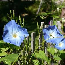 Image result for Ipomoea Heavenly Blue