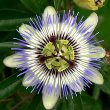 Passion Flower Vine Passiflora Potted Gallon Pot Walmart Com Walmart Com