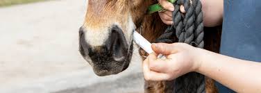 Deworming is the process that involves the use of medication to get rid. How To Control Worms In Horses World Horse Welfare