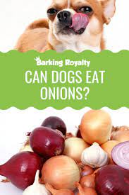 Can Dogs Eat Onions Is It Really That Bad Barking Royalty Can Dogs Eat Dog Eating Dog Nutrition