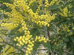 Image result for Acacia