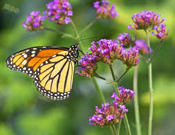 5 Butterfly Flowers For Monarchs And Hummingbirds Butterfly Garden Plants Monarch Butterfly Garden Butterfly Garden