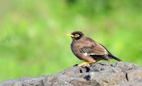 How To Care For A Myna Bird Cuteness