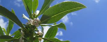 Image result for Myoporum laetum