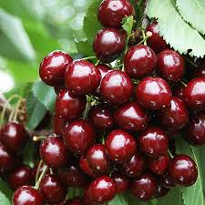 Comes from the same breeding program that brought you carmine jewel, romeo and juliet. Stella Cherry Tree For Sale The Tree Center