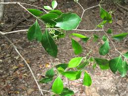 Image result for Pleurostylia