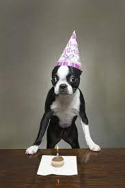 Cards are shipped the next business day. Happy Birthday Lula Boston Terrier Funny Boston Terrier Terrier