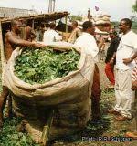 Image result for Gnetum africanum