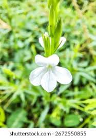 Image result for Striga junodii