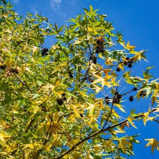 See our tree wallpaper photographs link in the left tree categories. 18 Sweetgum Tree Facts For Kids And Arborists