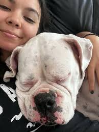 𝗗𝗼 𝘆𝗼𝘂 𝗵𝗮𝘃𝗲 𝗲𝘅𝗽𝗲𝗿𝗶𝗲𝗻𝗰𝗲 𝘄𝗶𝘁𝗵 𝗱𝗼𝗴𝘀? 🐶 Kennel  assistants create a clean and safe space for pets by following sanitation  and safety protocols, maintaining clean laundry, and deep cleaning  equipment. You will