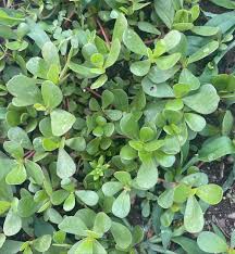 Image result for Portulaca oleracea