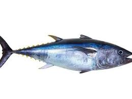 Ikan tuna merupakan ikan laut pegagik yang termasuk bangsa thunini. Yuni Pendengarsetia402 Profil Pinterest