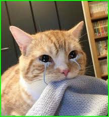 10 gambar kucing anggora lucu terbaru selain kucing persia kucing anggora juga sangat diminati di. Pin En Kerajinan