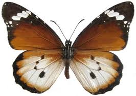 Image result for Xysmalobium kaessneri