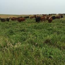 Image result for Cicer