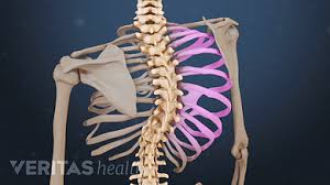 The vertebral column runs the length of the back and creates a central area of recession. Scoliosis Symptoms Treatment And Surgery