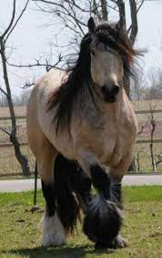 Like many other distinctive heavier breeds such as the clydesdale and the shire, the gypsy horse is known for having distinct feathering on its lower legs. Pin On Beautiful Buckskins