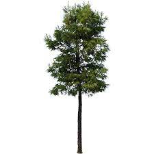 Some Kind Of Pine Tree Immediate Entourage Tall Trees Trees To Plant Tree