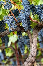 At The Castello Di Amorosa Winery Napa Ca Grapes Italian Wine Beautiful Fruits