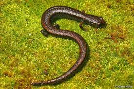 Pin On Reptiles And Amphibians I D Like On The Life List