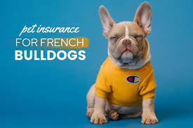 Check spelling or type a new query. Best Pet Insurance For French Bulldogs 2021 Keep Fido Safe Canine Bible