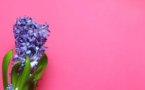 Tons of awesome pink flower wallpapers background to download for free. Pink Flowers Black Background Hd Mobile Wallpaper Peakpx