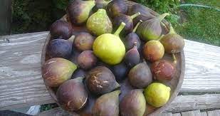 We did not find results for: Growing Exotic Fruit Trees In Maine Is Hiram Historical May 11 Topic Maine News
