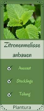 Zitronenmelisse Anbauen Auf Dem Balkon Und Im Garten Zitronenmelisse Petersilie Pflanzen Pflanzen