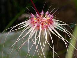 We did not find results for: Orchid Bulbophyllum Thai Spider Garden Org