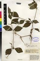 Image result for Pupalia micrantha