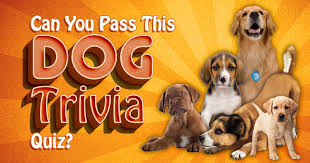 Dogs are some of the most beloved pets for us to have around. Can You Pass This Dog Trivia Quiz