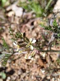 Image result for Carrichtera annua