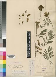 Image result for Tephrosia interrupta