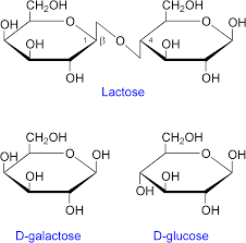 Check spelling or type a new query. What Are Carbohydrates Structure Function Expii