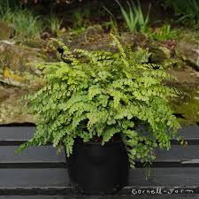 Image result for Adiantum vogelii