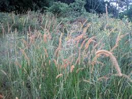 Image result for Setaria sphacelata