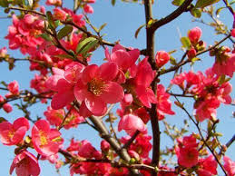 Download da istock by getty images. Alberi E Arbusti Da Giardino Cotogno Giapponese Ville E Giardini