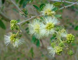 Image result for Pithecellobium dulce