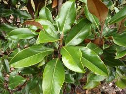 We did not find results for: Magnolia Grandiflora Bull Bay Large Tree Magnolia Southern Magnolia North Carolina Extension Gardener Plant Toolbox