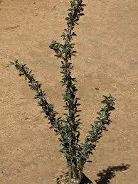 Image result for Euphorbia guerichiana